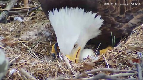USS Eagles - Great view of Egg #1 hatching