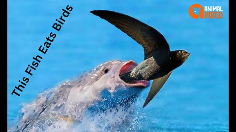Jaws Unleashed: When Fish Feast on Birds! 🐟🦢 | Animal Vised