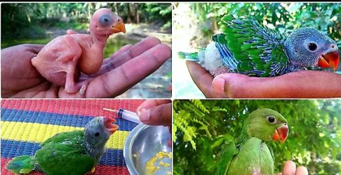Growing Indian Ringneck Babies | Ringneck Parrot Growth Stages