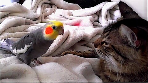 Funny cockatiel singing and talking to his friend, the cat. Try not to laugh!