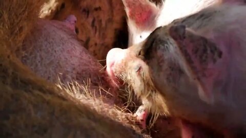 Hungry Piglets Sucking Sow at Farm. Little piglet sucking mother on a farm close-up285