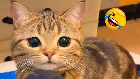 HOUR FUNNY CATS COMPILATION 2023😂| Funniest Cats😸