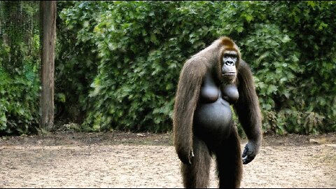 That's not a person, it's a gorilla! Look how it walks around the zoo