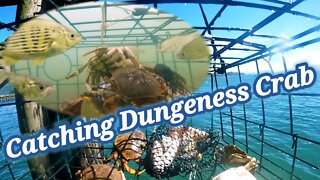 Catching Dungeness Crab