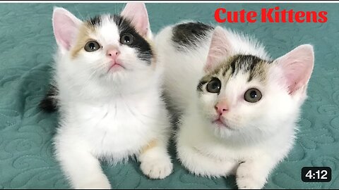 Cute kittens Fany and cute cat videos compilation 2023