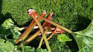 How to Harvest Rhubarb
