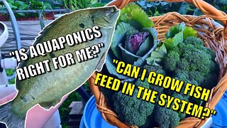 Is Aquaponics Right For You 🐟🌱& Growing Your Own Fish Food | Rob's Thoughts 🤔