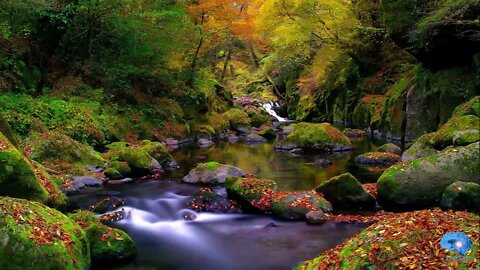 eYe KWU - Healing Forest Stream (Soothing Relaxing Meditation & Yoga Healing Spirit Soul)