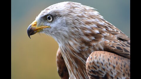 PEREGRINE FALCON - Bird Slayer and Dive master! The Fastest Animal on the Planet