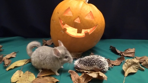 Hamsters, hedgehogs and chinchilla go trick-or-treating