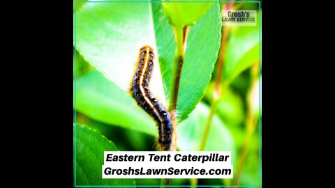 Eastern Tent Caterpillar Hagerstown Maryland Video