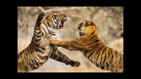 Animal Fighting Videos | Animal Videos Wild Animal Fight | Wild Animals