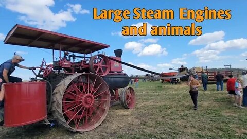 Lake Region Threshers Show - Large Steam Engines and Animals