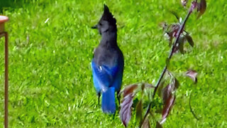 IECV NV #521 - 👀 Beautiful Steller's Jay Exploring The Backyard Looking For Food 🐦5-4-2018