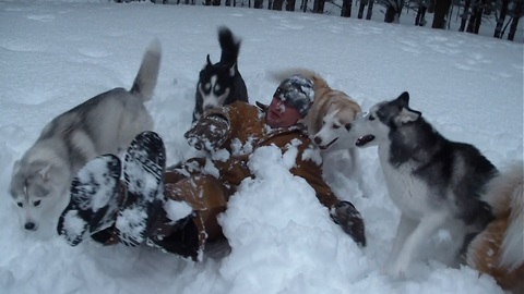 Pack Of Siberian Huskies 'Ruin' Owner's Snow Angel