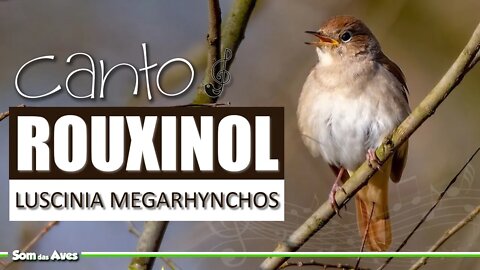 Lindo🎵Canto do ROUXINOL (Luscinia Megarhynchos) - Rouxinol Cantando Muito🌲