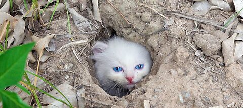 This Beautiful Tiny Kitten Lives Wandering And Uses Earth Burrow As Shelter - Kitten Meow