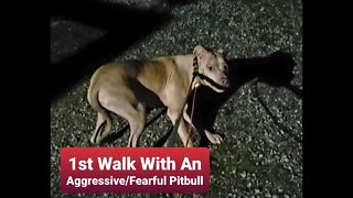 Aggressive Pitbull - First Walk. Dog Training With an Aggressive Fearful, Reactive, Aggressive Pit