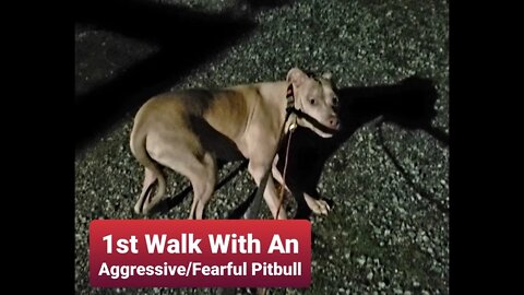 Aggressive Pitbull - First Walk. Dog Training With an Aggressive Fearful, Reactive, Aggressive Pit