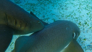 Sharks viciously fight over fish remains