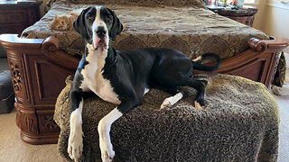 Great Dane Is Shocked To See Swatting Cat Beside Her On The Bed