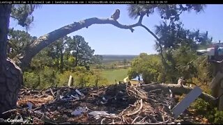Osprey Lands Next To Owlet-Cam One 🦉 4/10/22 13:09