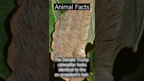 Facts about animals #shorts #psychology