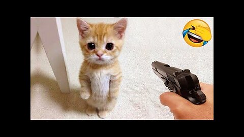 Cutest Cats and Dogs in New Funny Videos 2022