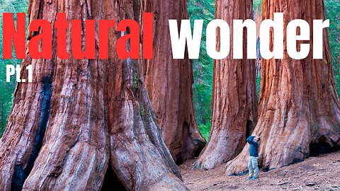 Five giant redwood trees 🌳