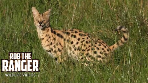 Serval In The Mara | Rare Maasai Mara Safari Sighting | Zebra Plains