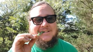 Wild Edibles of the Midwest: Part One | In the Bush #74