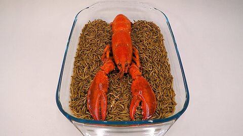 10 000 Mealworms vs. LOBSTER