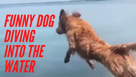 funny 🐕dog ​​diving into the water🐶