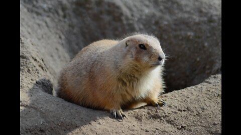 Who Knew Prairie Dogs Are This Cute!