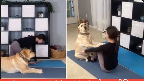 Watch a dog spread out its yoga mat, then imitate its owner.