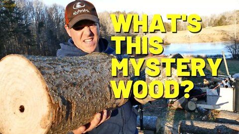 What's This Mystery Wood? Probably Not Good Firewood - #227