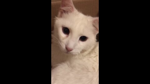 Angry Cat Knocks Phone Out Of Owner's Hand