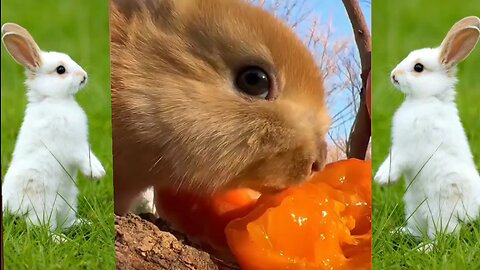 so cute Animals so beautiful video