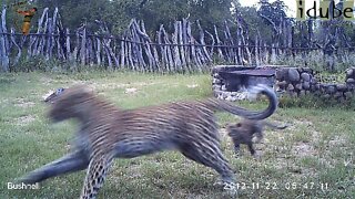 Leopard And Cub In The Bush Camp - Camera Trap Footage Part 6: 22 November 2012