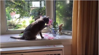 Cat destroys flowers to drink from vase