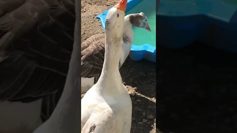 Edwin the attack goose does his thing, terrorising the dog🤣
