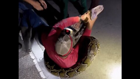 New Word RECORD BURMESE PYTHON!🐍 🐍🐍😱😱😱😳😳😳Follow Me