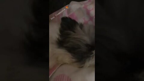 Shih Tzu Cute Puppies on Bed