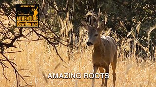 Amazing Roots