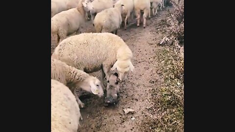 A Flock of Sheeps doing train a Little One