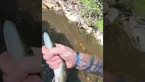 How to Catch a Fish (with your hands!)