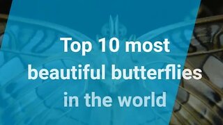 Top 10 most beautiful butterflies in the world