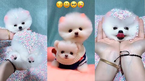 Tik Tok Chó Phốc Sóc Mini 😍 Funny and Cute Pomeranian #39