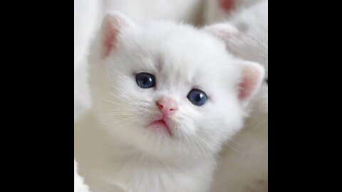 cute-cat-video-givefastlink