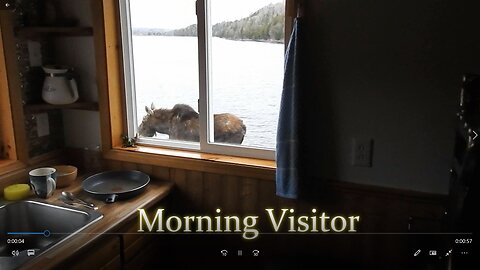 Morning Visitor